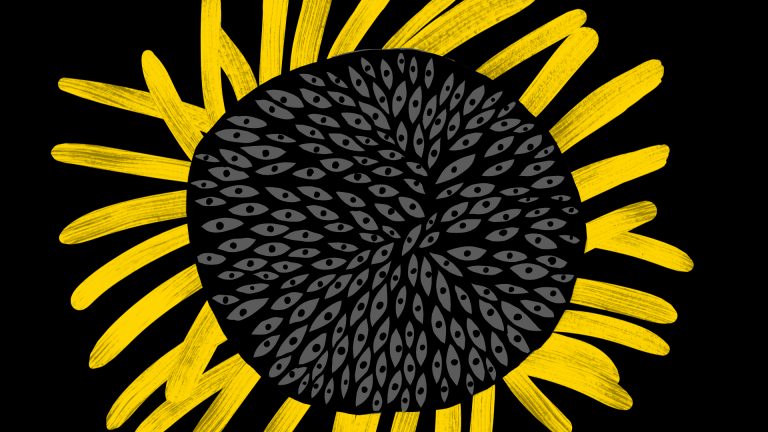4+ Sunflower