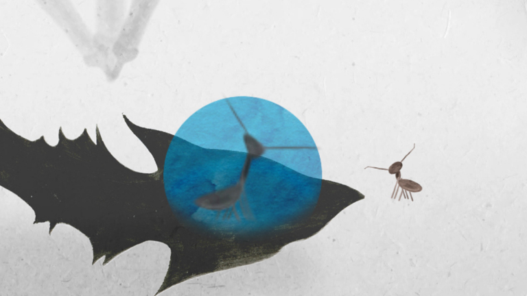 La marche des fourmis